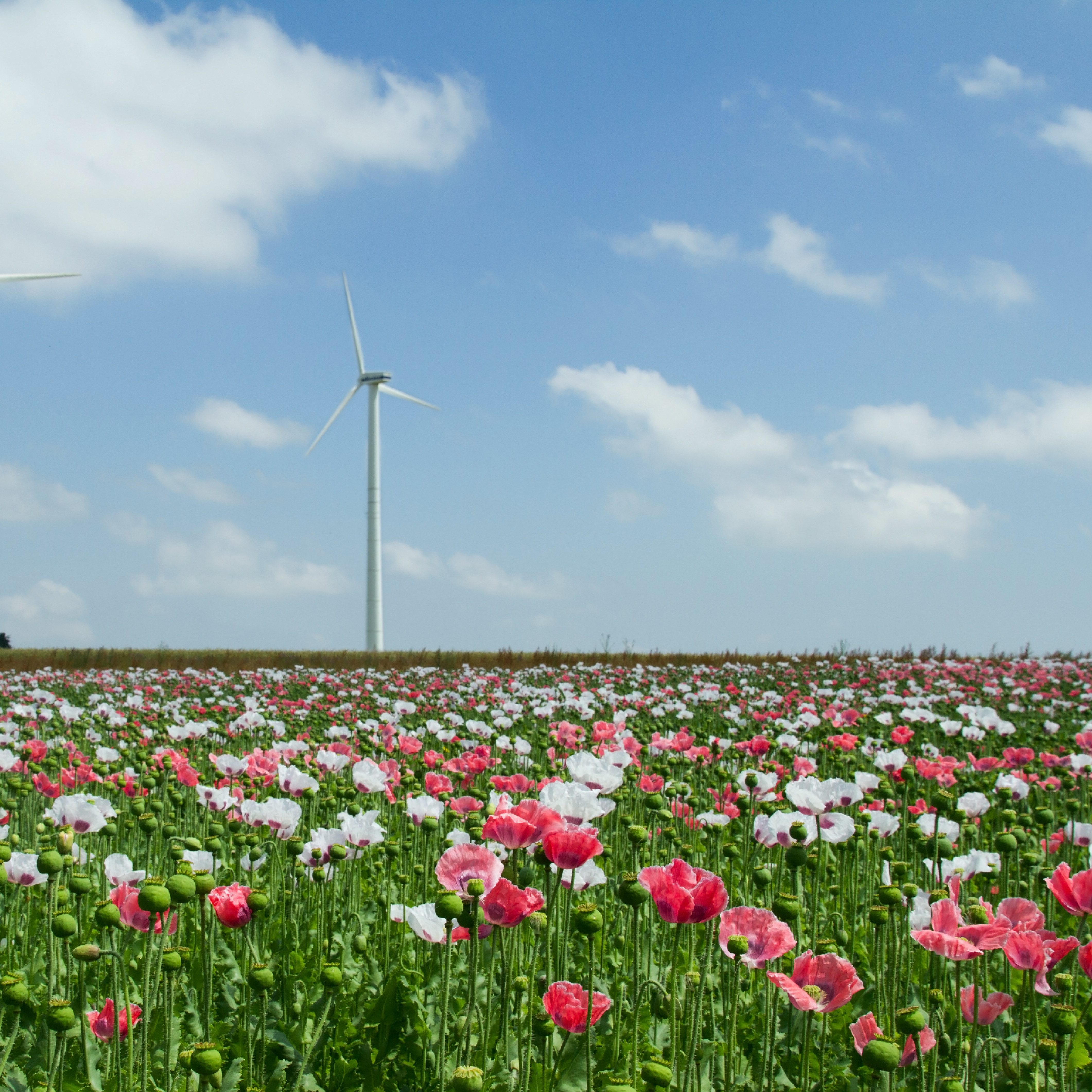 Windpark und Mohnfeld